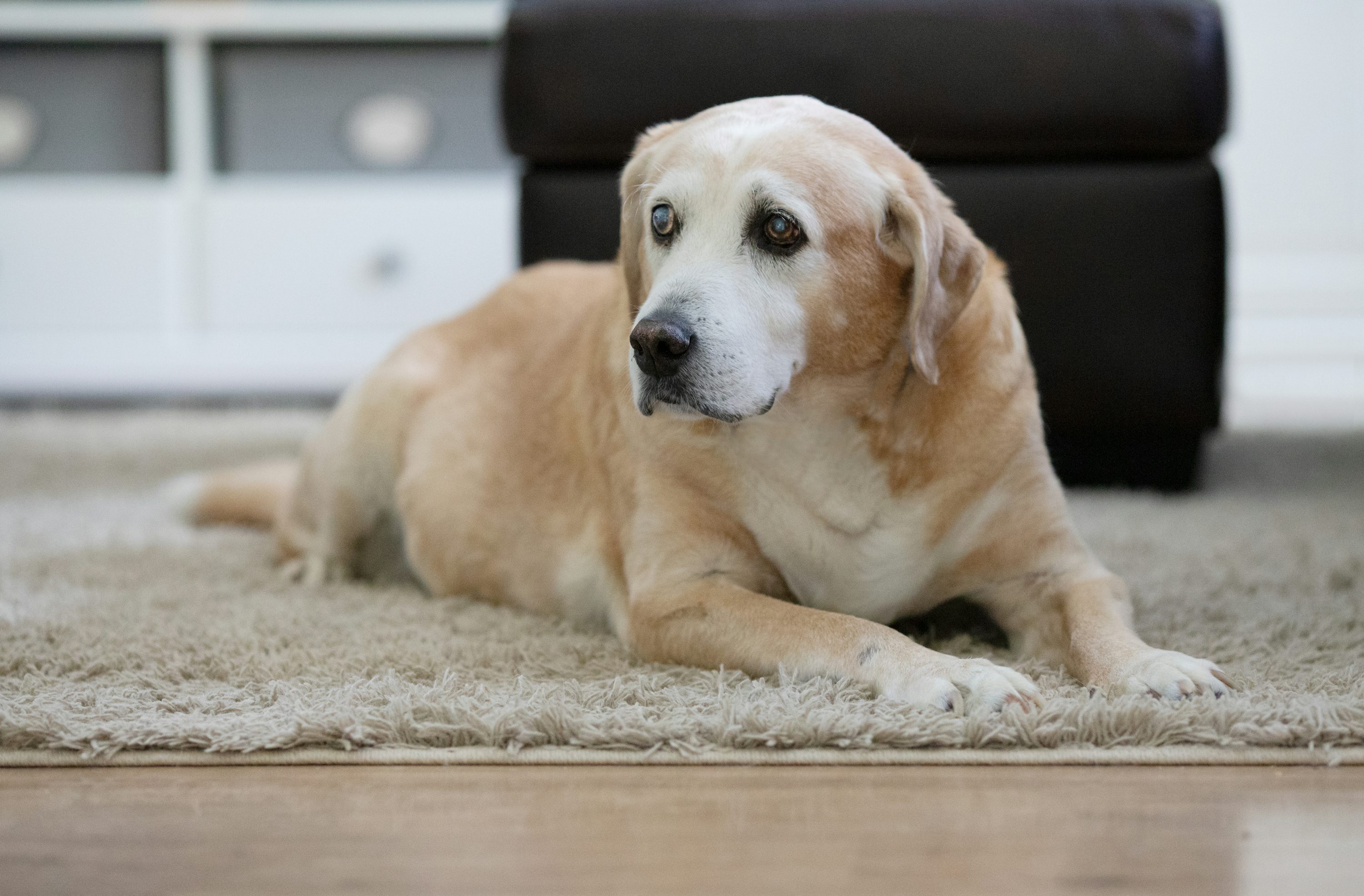 Beautiful happy dog resting on a clean carpet in a bright modern home